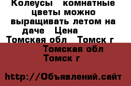 Колеусы - комнатные цветы,можно выращивать летом на даче › Цена ­ 100 - Томская обл., Томск г.  »    . Томская обл.,Томск г.